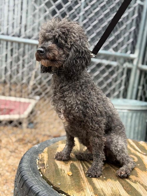 Photo of Ash, adoptable Poodle (Miniature) in Mukwonago, Wisconsin