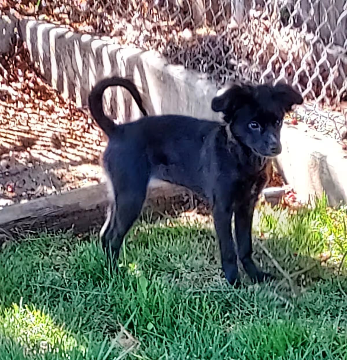 Photo of Wren, adoptable Corgi/Mixed Breed (Small) in Medford, Oregon