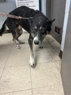 Photo of Barney, adoptable Siberian Husky in Stockton, California