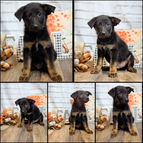 Photo of Corey, adoptable German Shepherd Dog in The Woodlands, Texas