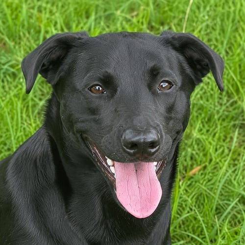 Photo of Daphne, adoptable Labrador Retriever in Valrico, Florida