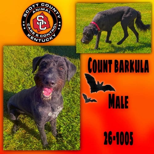 Photo of Count Barkula, adoptable Poodle (Standard) in Georgetown, Kentucky