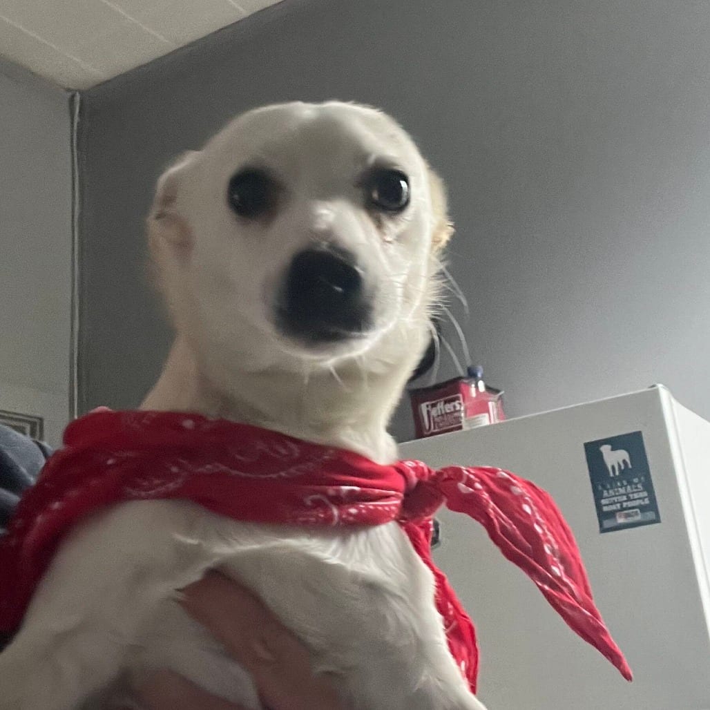 Photo of Diego, adoptable Mixed Breed (Small) in Fairfax Station, Virginia