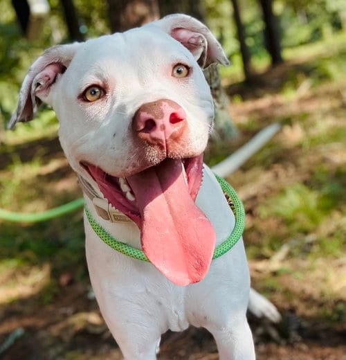 Photo of Giacomo, adoptable American Pit Bull Terrier in Long Beach, Mississippi