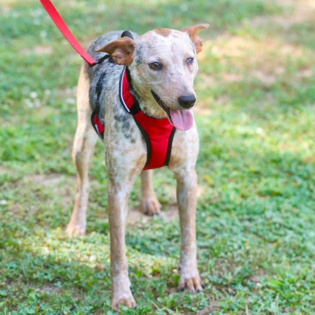 Photo of Fletcher, adoptable Cattle Dog, Australian (Blue Heeler) / Mixed Breed (Medium) in Whitestone, New York