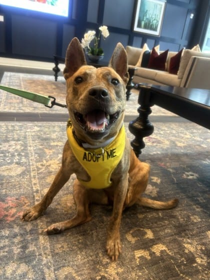 Photo of Andrielle, adoptable dog in Chamblee, Georgia