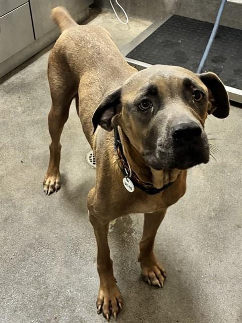 Photo of Rosie, adoptable Presa Canario in Forestville, Maryland