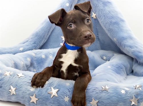 Photo of R2D2, adoptable American Bulldog in Ft Lauderdale, Florida