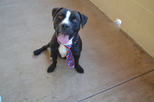 Photo of Dink, adoptable American Pit Bull Terrier in McKinney, Texas