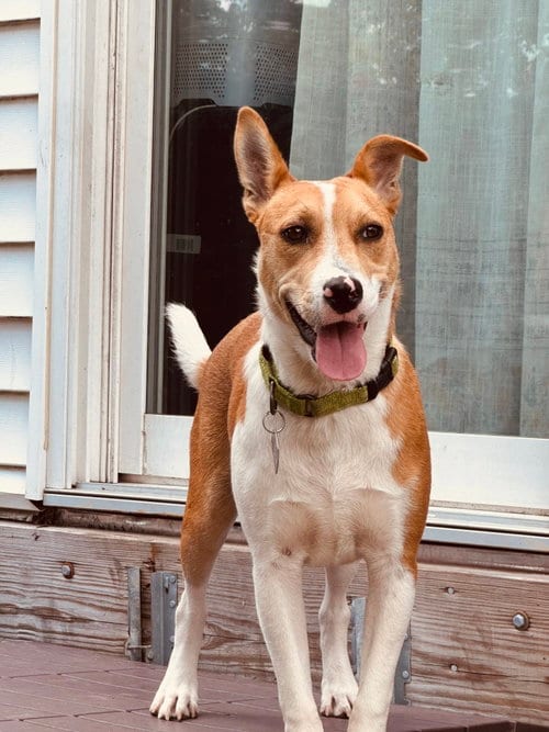 Photo of Nyah - Small Survivor, Big Heart, adoptable Jack Russell Terrier in Oakhurst, New Jersey