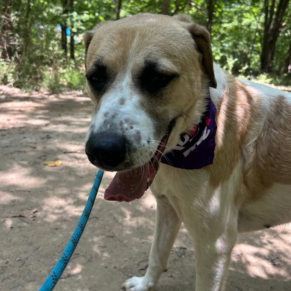 Photo of Celeste, adoptable Mixed Breed (Large) in Chattanooga, Tennessee