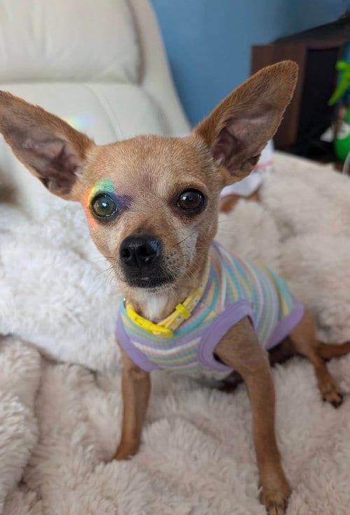 Photo of Tina, adoptable Chihuahua in Omaha, Nebraska