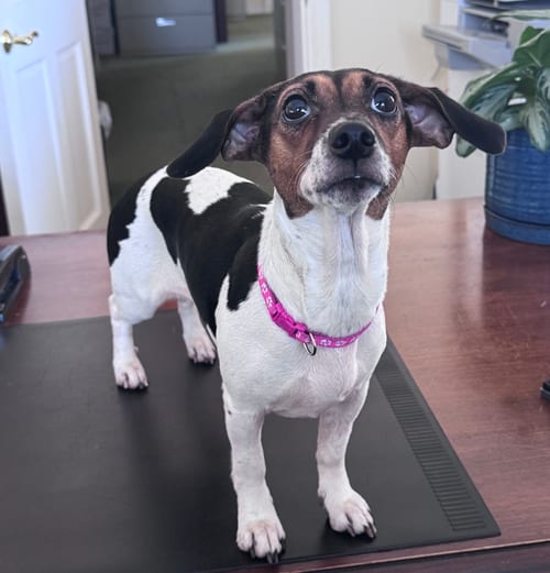 Photo of Nessie, adoptable Dachshund in Weston, Florida