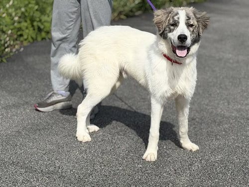 Photo of Badger, adoptable Great Pyrenees in Canfield, Ohio