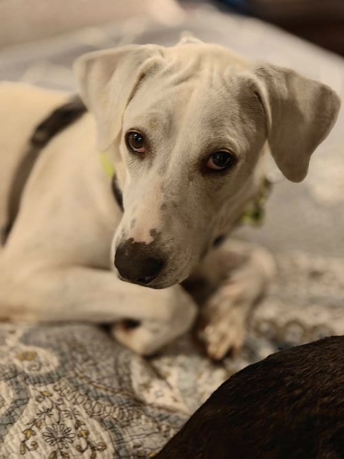 Photo of Bonita (Mama of P Litter), adoptable Great Pyrenees in Holly Springs, North Carolina