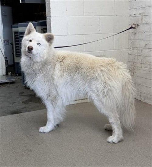 Photo of Ghost, adoptable Alaskan Malamute in San Bernardino, California