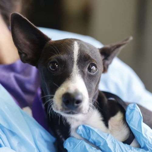 Photo of Crema, adoptable Chihuahua in San Antonio, Texas
