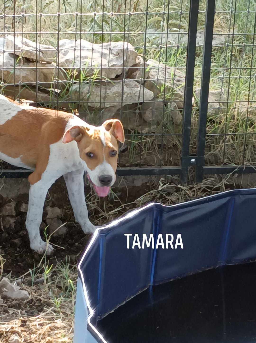 Photo of Tamara, adoptable Labrador Retriever in Kempner, Texas