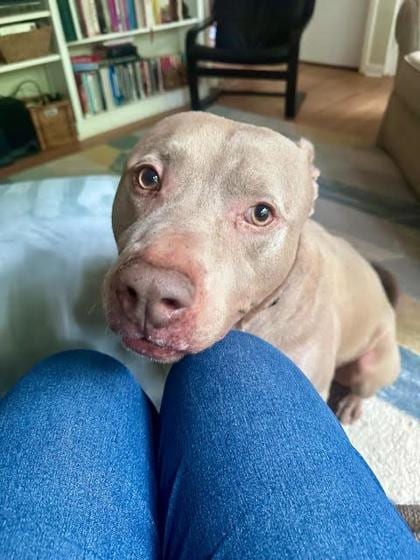Photo of Chimichanga, adoptable dog in Chamblee, Georgia