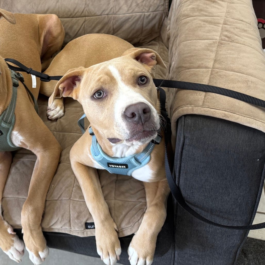 Photo of Darcy, adoptable Terrier, American Pit Bull / Mixed Breed (Medium) in Patchogue, New York