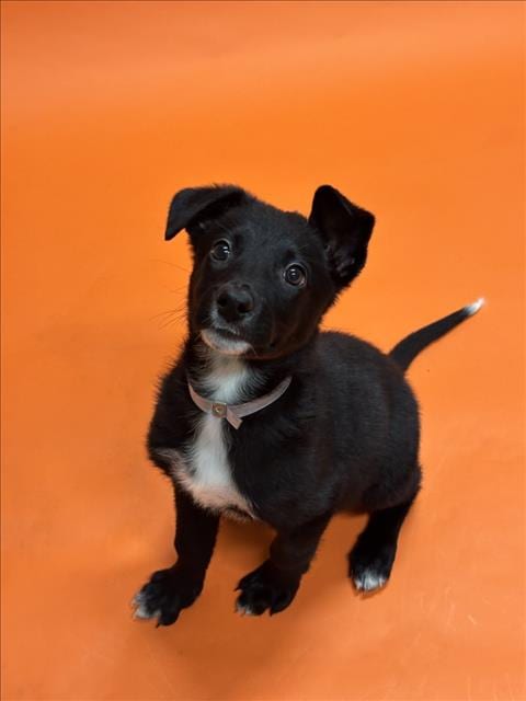 Photo of Rockstar, adoptable Border Collie in Hayward, California