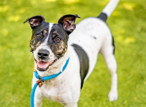 Photo of Highland, adoptable Rat Terrier in San Jose, California