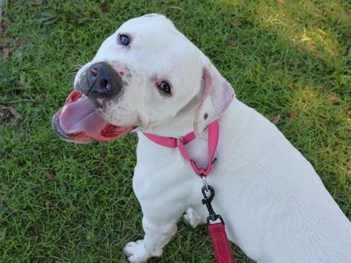 Photo of Ghost, adoptable American Bulldog in Tallahassee, Florida