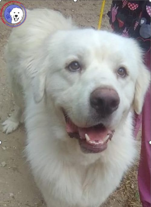 Photo of Kelly, adoptable Great Pyrenees in Spring, Texas