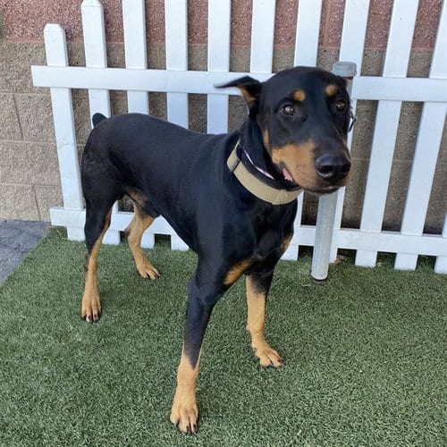 Photo of Trevor, adoptable Doberman Pinscher in Modesto, California