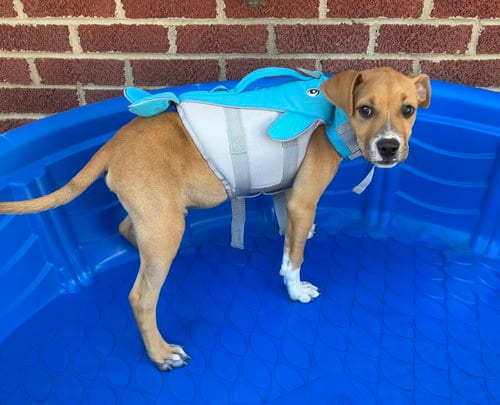 Photo of Keylime Colada, adoptable Boxer in Raleigh, North Carolina