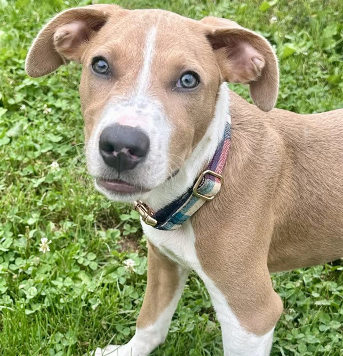 Photo of Buzz, adoptable Beagle/Hound (Unknown Type) in Fairlawn, Ohio