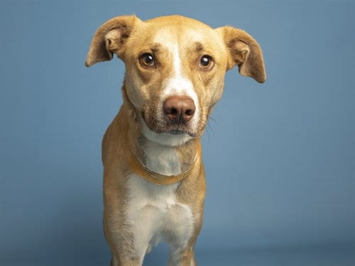 Photo of Muffin, adoptable American Pit Bull Terrier in Phoenix, Arizona