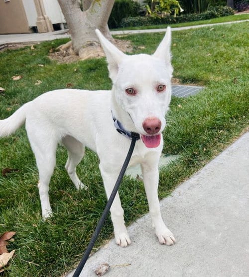Photo of Violet, adoptable Siberian Husky in Santa Barbara, California