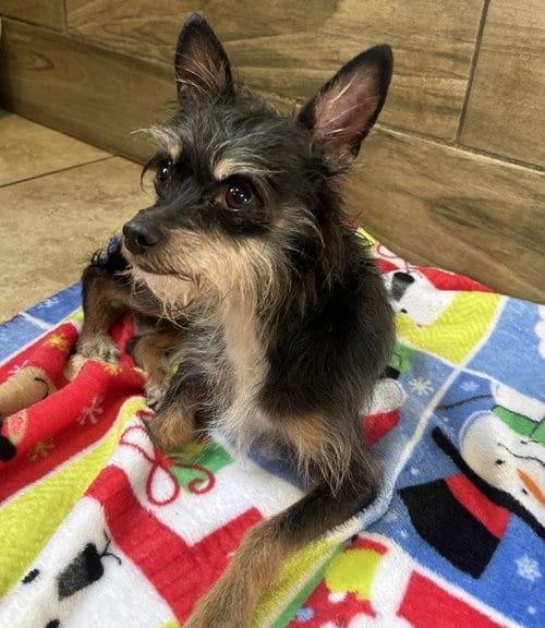 Photo of Boots, adoptable Yorkshire Terrier Yorkie in Pipe Creek, Texas