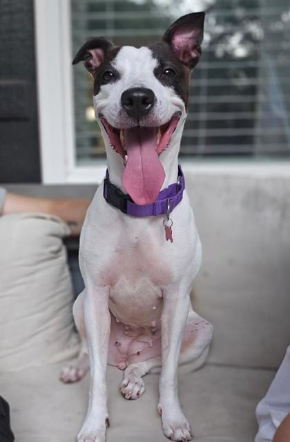 Photo of Desiah, adoptable dog in Atlanta, Georgia