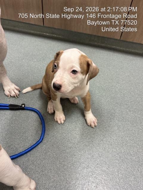 Photo of Petal, adoptable Pit Bull Terrier in Baytown, Texas