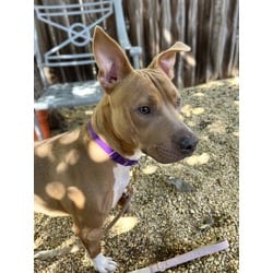 Photo of Curry, adoptable American Pit Bull Terrier in Washington, District of Columbia