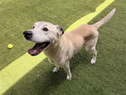 Photo of Richie, adoptable Australian Cattle Dog/Blue Heeler in Garland, Texas