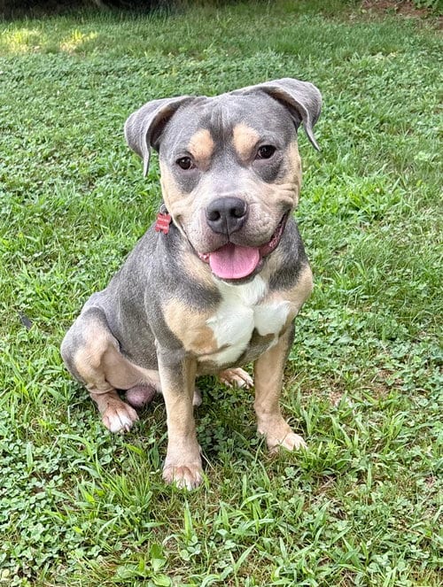 Photo of Chief, adoptable American Pit Bull Terrier in Spring Lake, New Jersey