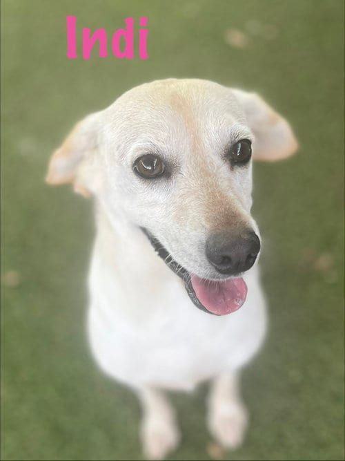 Photo of Indi, adoptable Labrador Retriever in Pipe Creek, Texas