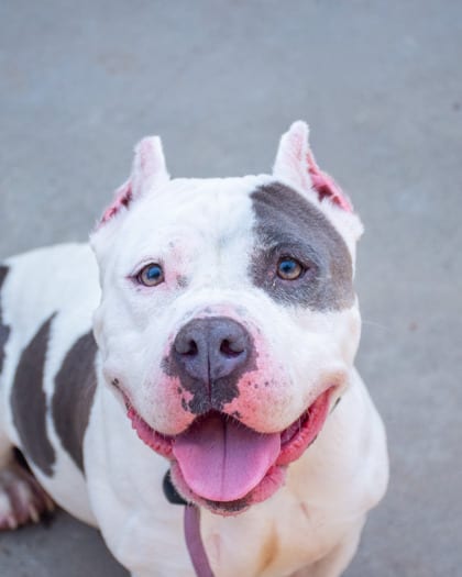 Photo of Sweetness, adoptable dog in Chamblee, Georgia