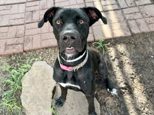 Photo of Gypsy, adoptable Cane Corso Mastiff in Houston, Texas