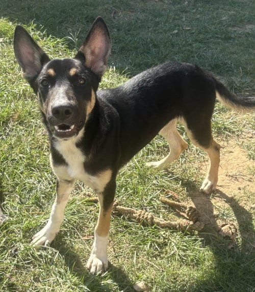 Photo of Neo, adoptable German Shepherd Dog in Wetumpka, Alabama