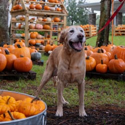 Photo of Piper 8515, adoptable Labrador Retriever in Loxahatchee, Florida
