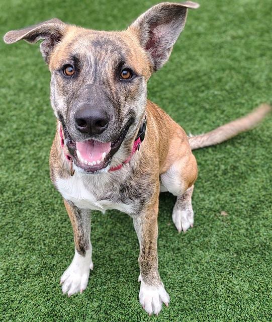 Photo of Takei, adoptable dog in Palmetto, Florida