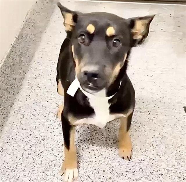 Photo of Louise, adoptable German Pinscher in Houston, Texas