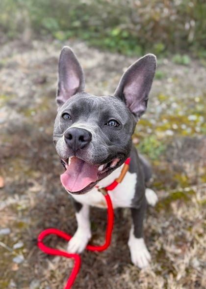 Photo of Terry, adoptable dog in Atlanta, Georgia