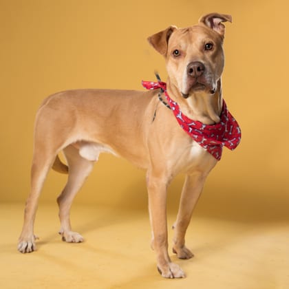 Photo of Chase, adoptable dog in Atlanta, Georgia