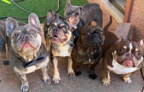 Photo of Jackson, adoptable French Bulldog in Las Vegas, Nevada