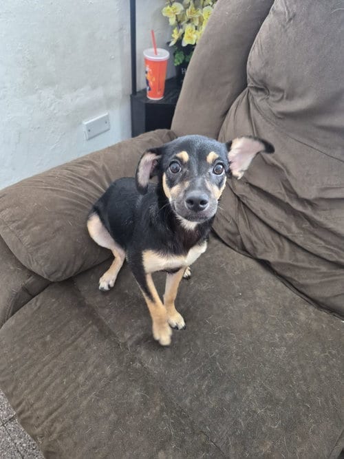 Photo of Pita, adoptable Miniature Pinscher in Albion, New York
